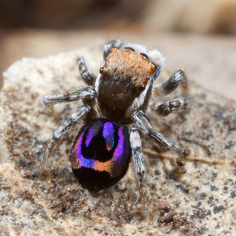 Peacock-spider