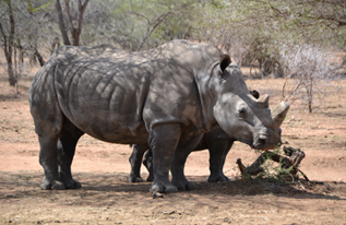 Rino, Kruger National Park, photo by Prof. Mark Schultz